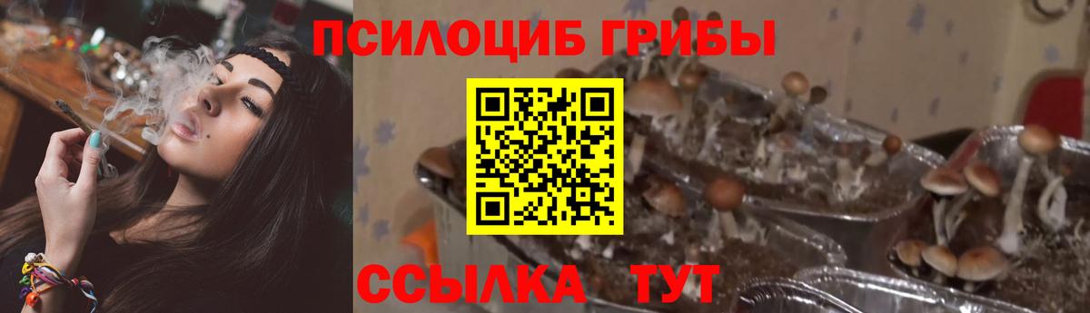 наркошоп  Псилоцибиновые грибы Cubensis  Вход с VPN  Галлюциногенные грибы прущие грибы  Фрязино 